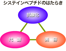 システインペプチドの働き